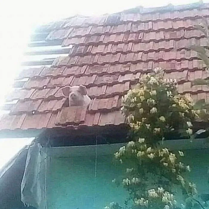 36 Imágenes malditas y confusas que carecen de contexto