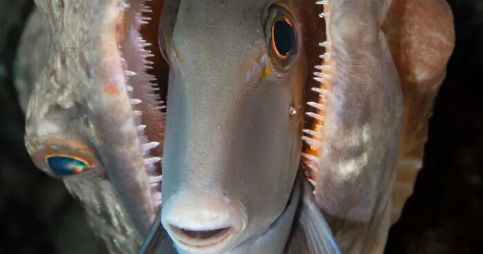Ocean Art Contest 2023: 30 Images Showcasing Never-Before-Seen Behaviors, Captivating Blackwater Scenes And More