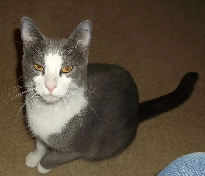 This Is Ozzie.  He Was Returned To The Local Rescue Where We Alway Boarded Our Cats. I Adopted Him And Brought Him Home. He Was A Lover, And Was Always Happy To See Us.  He Crossed The Rainbow Bridge In 2022 After A Severe Case Of Pancreatitis.  I Miss Him Every Day