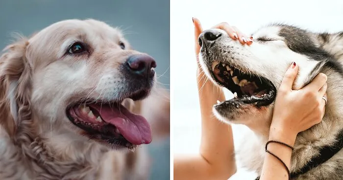 Understanding the Causes of Pale Gums in Dogs: A Veterinary Perspective