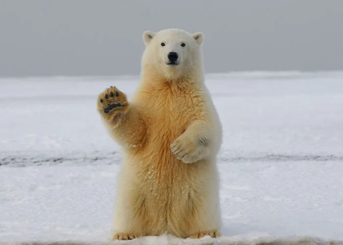 Polar bear standing upright on snowy terrain, playfully waving, embodying funny jokes spirit.