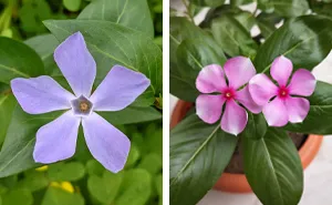 Periwinkle Plant: Growing Tips, Care Essentials, And Surprising Uses