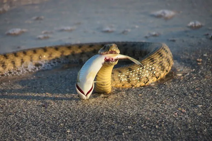35 Awesome Snake Facts To Shed Some Light On These Cool Reptiles