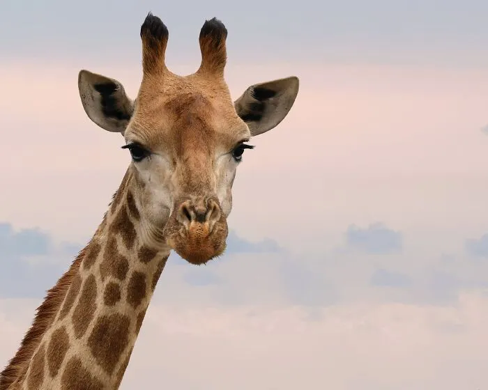 35 Random Facts That Nobody Really Asked For, But They Are Interesting To Know