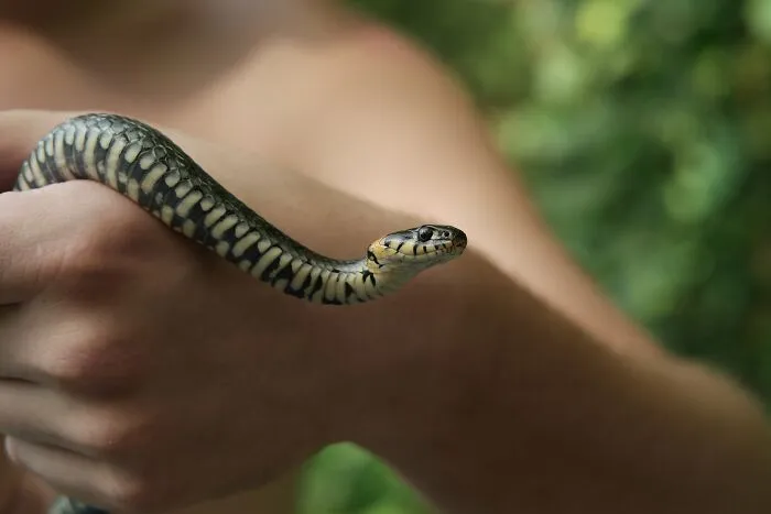 35 Awesome Snake Facts To Shed Some Light On These Cool Reptiles