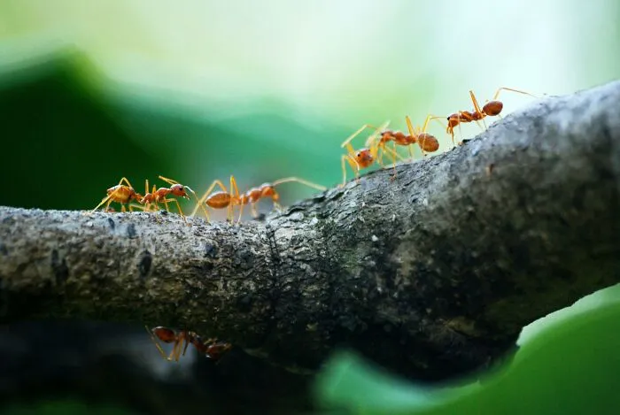 40 Lesser-Known Facts About The World