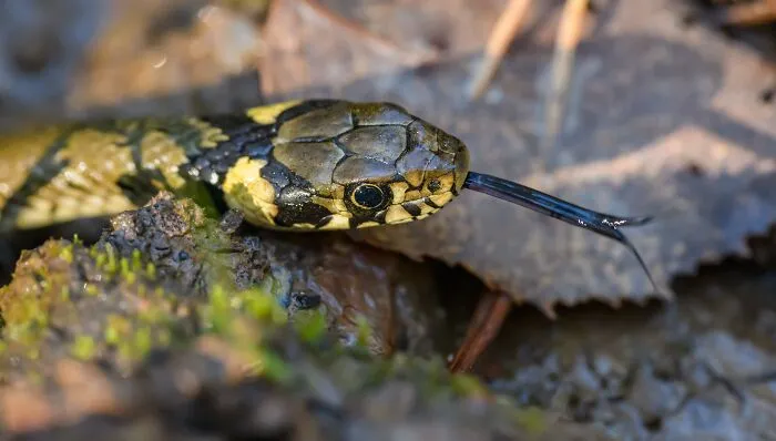 35 Awesome Snake Facts To Shed Some Light On These Cool Reptiles