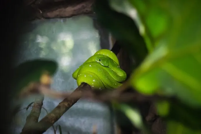 35 Awesome Snake Facts To Shed Some Light On These Cool Reptiles