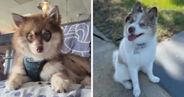 Pomsky Dog Breed: All Information Covered