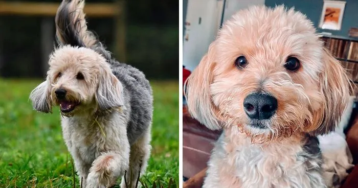 Poogle Dog Breed: Temperament, Health, and Grooming Facts