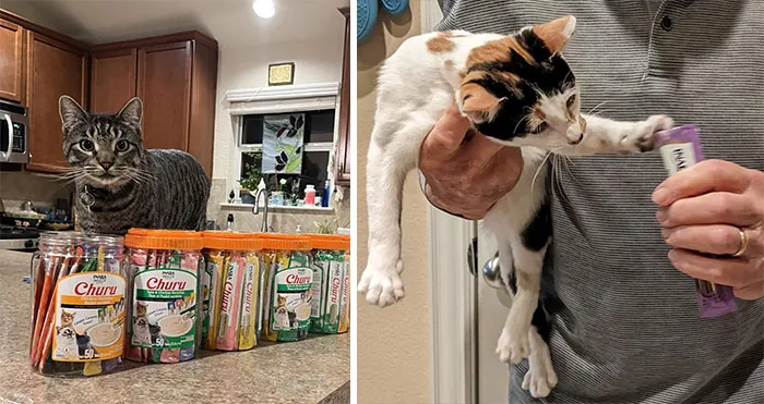 Boost Your Furry Friend's Health With These Lickable, No-Preservatives Cat Treats That Taste So Good, Taking Meds Will Be A Breeze!