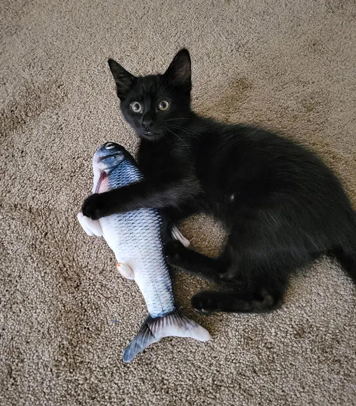 Upgrade Cat Playtimes With This USB-Chargeable, Wiggly Fish Toy – It’s The Purrfect Boredom Buster Your Furry Friend Will Love Chasing Round.