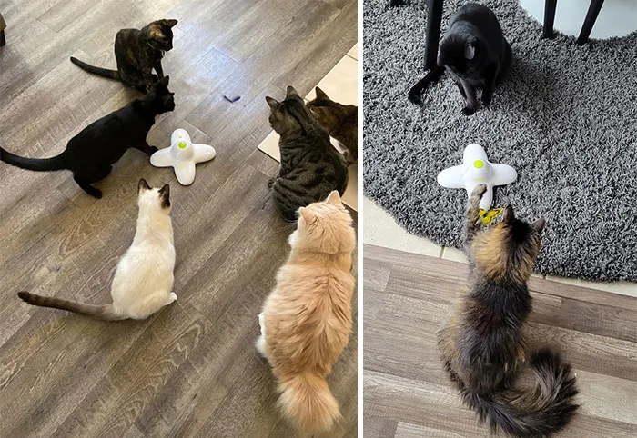 Bring Out Your Cat's Inner Hunter With This Interactive Butterfly Toy, Making Their Playtime Ridiculously Fun And Tackling Their Boredom Blues.