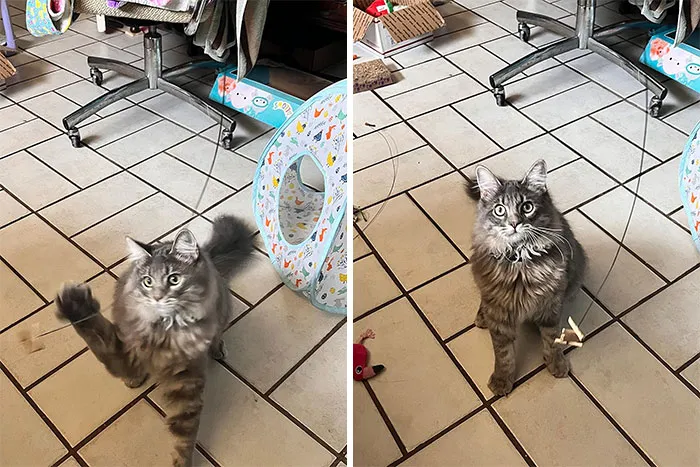Interactive Cat Toy: The Purrfect Blend Of Spring Steel Wire And Rolled Cardboard That's Already Been Kitty-Approved By Over 8 Million Cats!