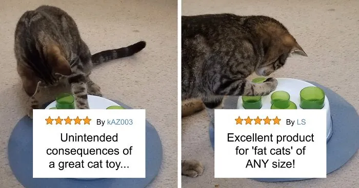 26 Inventions Your Cat Will Probably Love More than They Love You