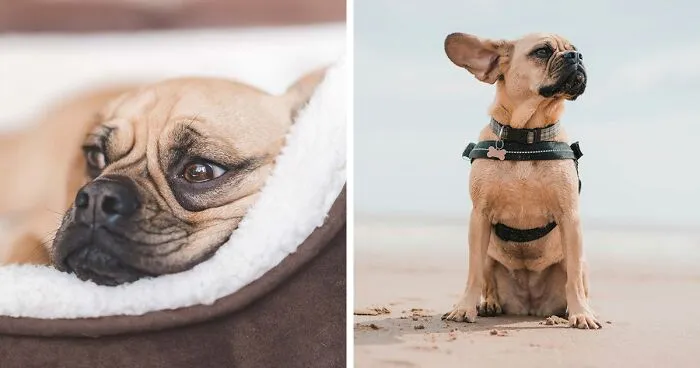 Puggle Dog Breed: Complete Guide