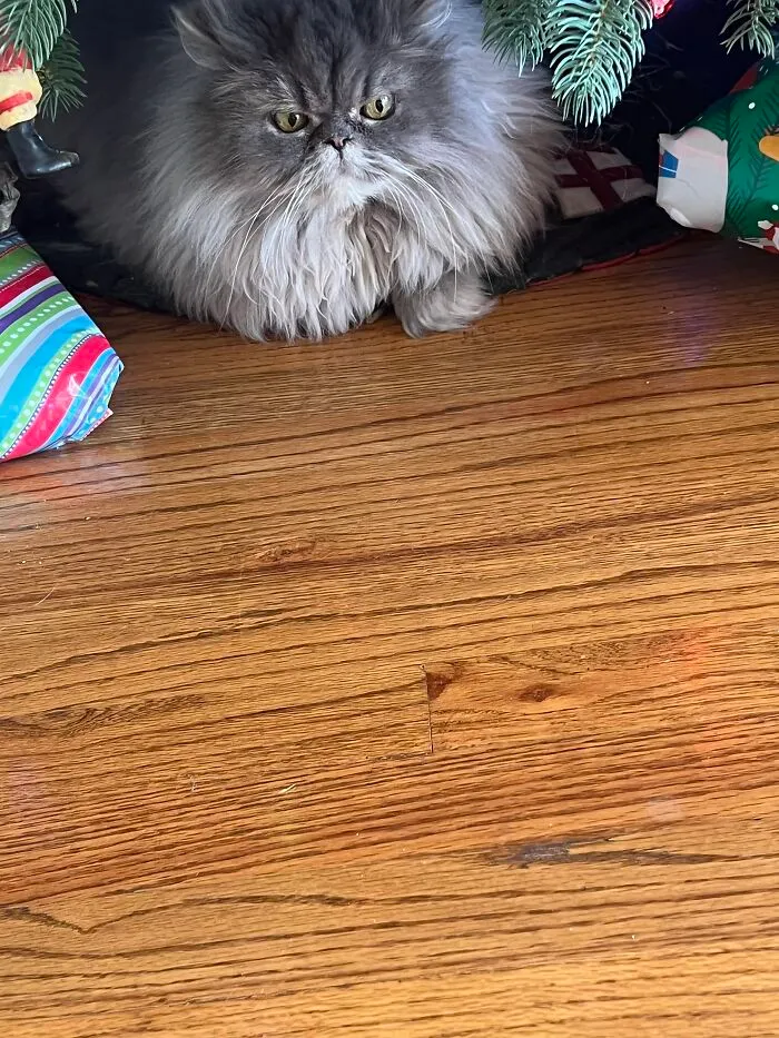 Puggy Loved To Sit Under The Christmas Tree. I  Miss Him Everyday