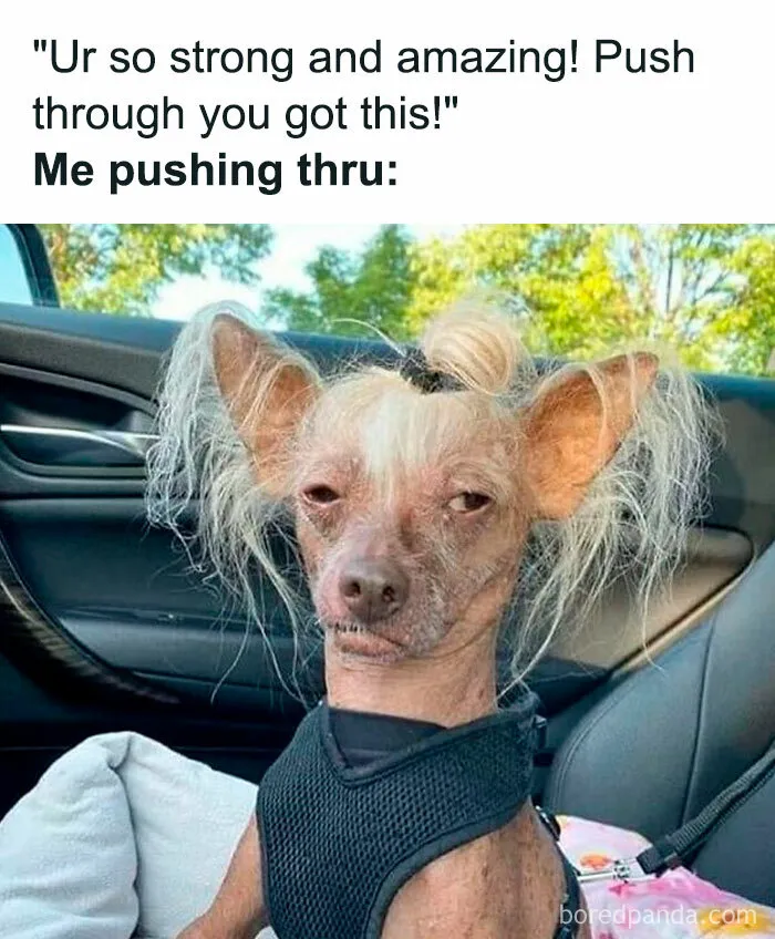 42 Funny Memes To Make A Dark Day A Little Brighter