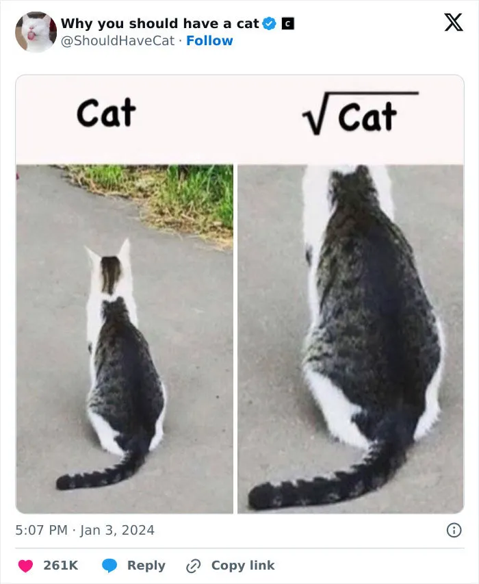 This Page Shares ‘Why You Should Have A Cat’ And Here’s 50 Of The Most Compelling Reasons (New Pics)