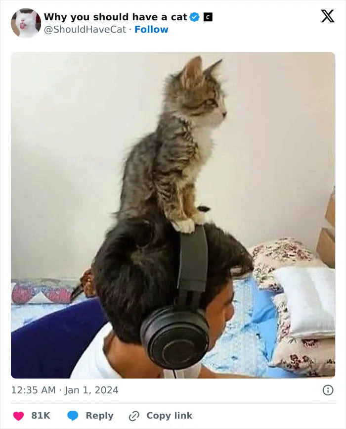 This Page Shares ‘Why You Should Have A Cat’ And Here’s 50 Of The Most Compelling Reasons (New Pics)