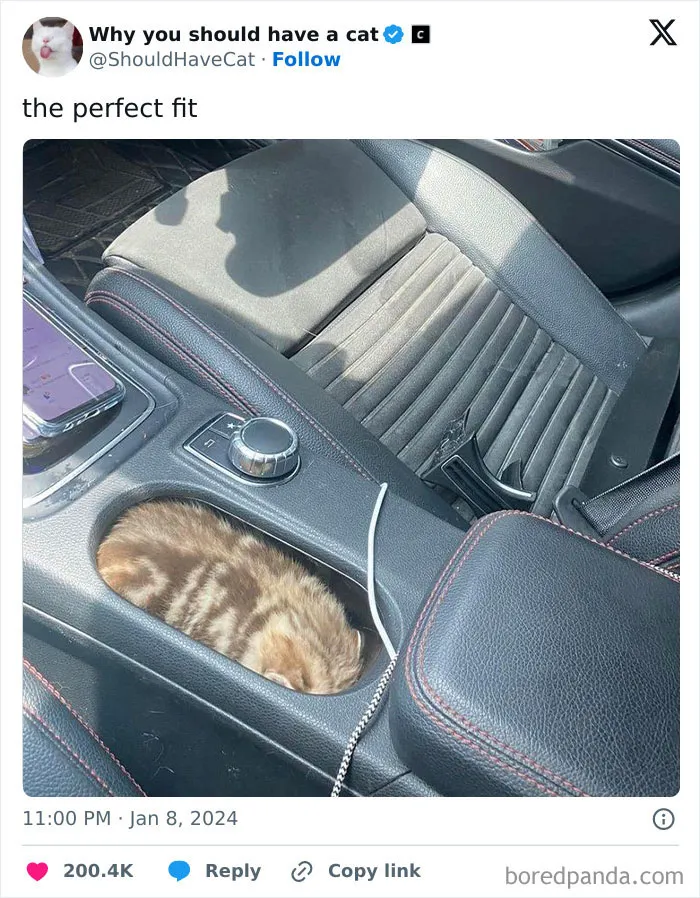 This Page Shares ‘Why You Should Have A Cat’ And Here’s 50 Of The Most Compelling Reasons (New Pics)