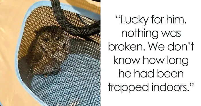 This Owl Didn’t Give A “Hoot”: Owl Rescued From Connecticut Home After Hiding Among Board Games