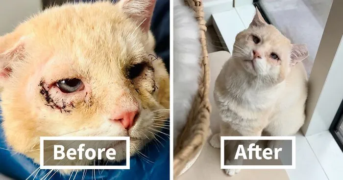 From Feral To House Cat: Transformation Story Of A Gentle Cat That Didn’t Fit In With Others
