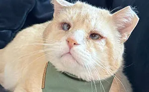 From Feral To House Cat: Transformation Story Of A Gentle Cat That Didn’t Fit In With Others