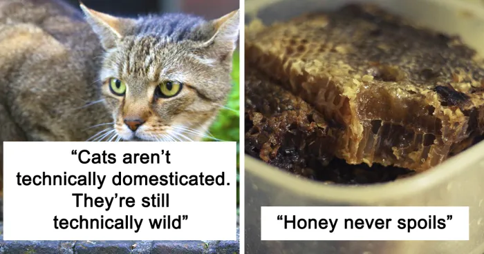 30 Simple Facts About The World To Entertain The Inner Child Within