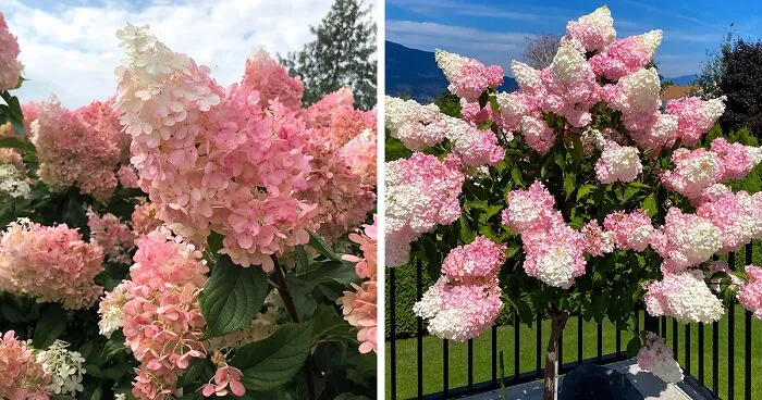 Strawberry Vanilla Hydrangea: Growing Tips You Wish You Knew Sooner