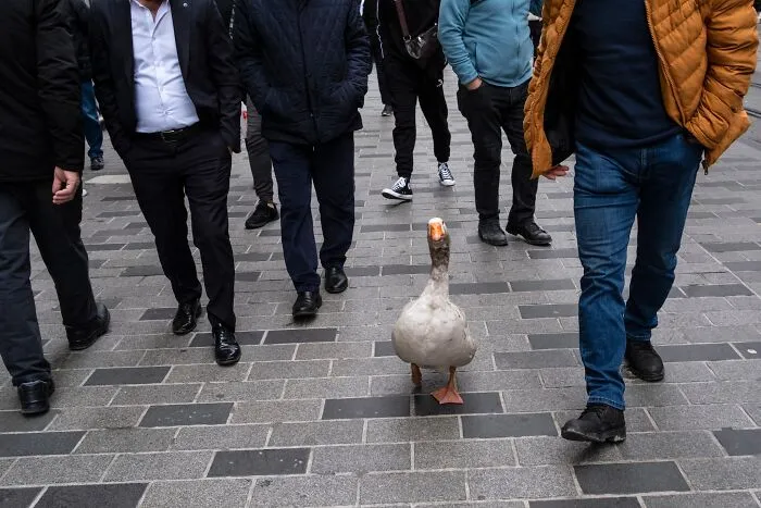 30 Entertaining Street Photographs As Proof That Timing Is Everything