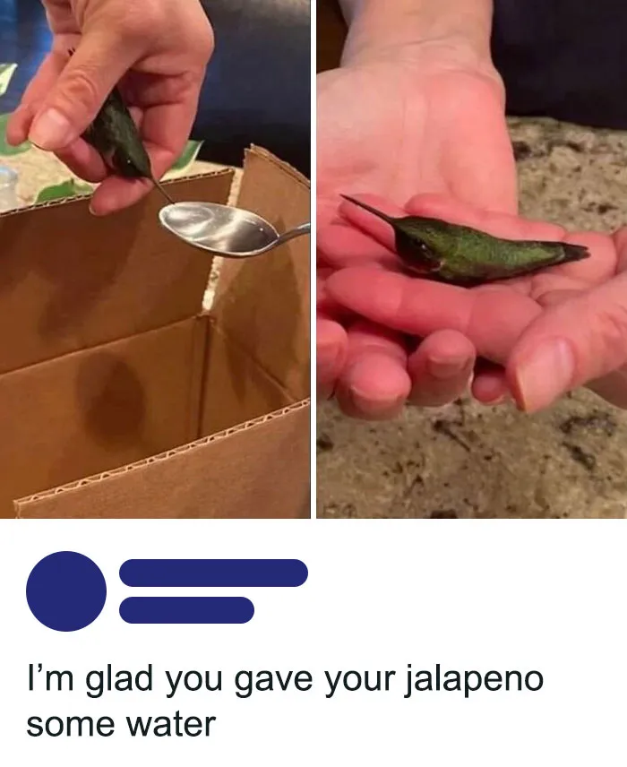 50 Top-Quality Bird Memes To Make You Grin Today, As Shared By This Facebook Page