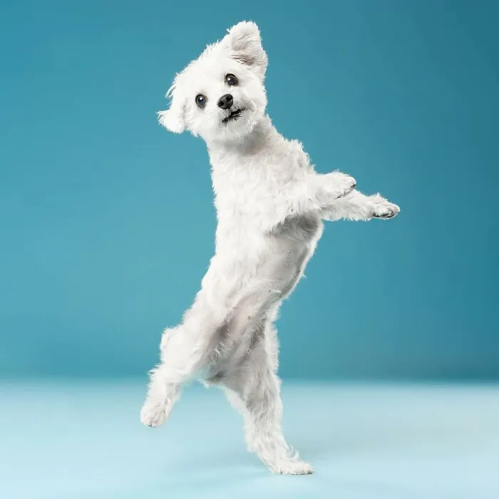 Derpy Dogs: 30 Adorable Photographs Of Paws, Noses, And Wagging Tails By Kevin Sarasom