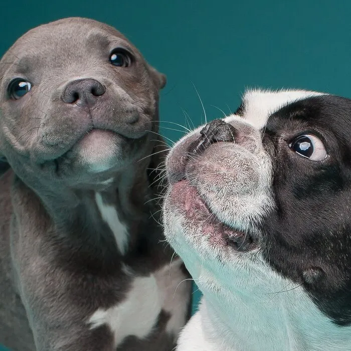 Derpy Dogs: 30 Adorable Photographs Of Paws, Noses, And Wagging Tails By Kevin Sarasom