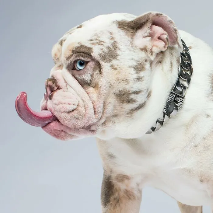 Derpy Dogs: 30 Adorable Photographs Of Paws, Noses, And Wagging Tails By Kevin Sarasom