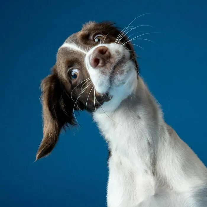 Derpy Dogs: 30 Adorable Photographs Of Paws, Noses, And Wagging Tails By Kevin Sarasom