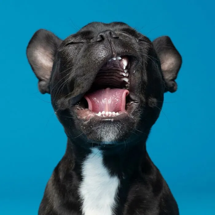 Derpy Dogs: 30 Adorable Photographs Of Paws, Noses, And Wagging Tails By Kevin Sarasom
