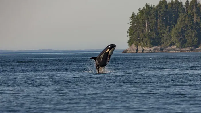 Ocean Showoff