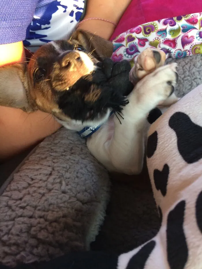 My Puppy Tex