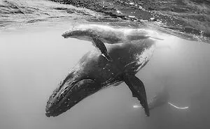 30 Captivating Wildlife Pictures From FAPA 2023 Winner And Nominee List