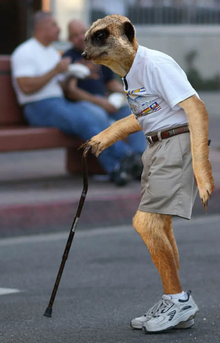 Designers Were Challenged To Dress-Up Animals In Human Clothing, Here Is How It Went (30 Pics)