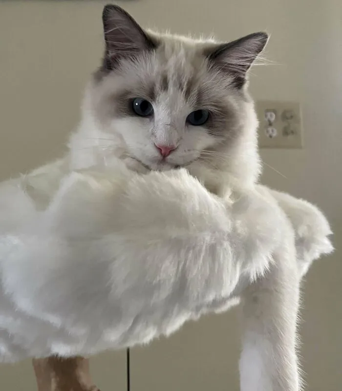 I’ve Never Had A Cat Before So It’s Been Really Nice Relishing All These Moments With Him. I Immensely Love Him So I Would Like To Share These Photos Of Him!
