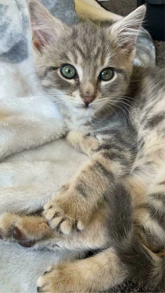 Found A Wee Kitty On A Road 🥺 Mine Now