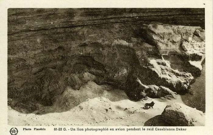 Last Known Photograph Of A Barbary Lion Before Presumed Extinction, In The Atlas Mountains In North Africa, Taken In 1925 By Marcelin Flandrin