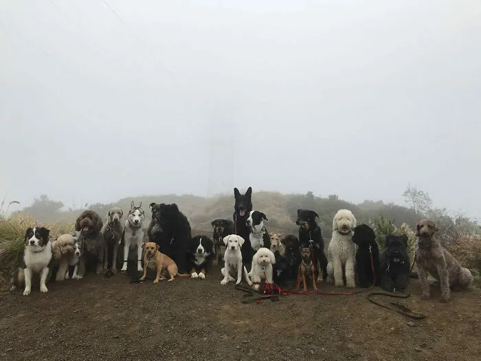 Accidental Isle Of Dogs