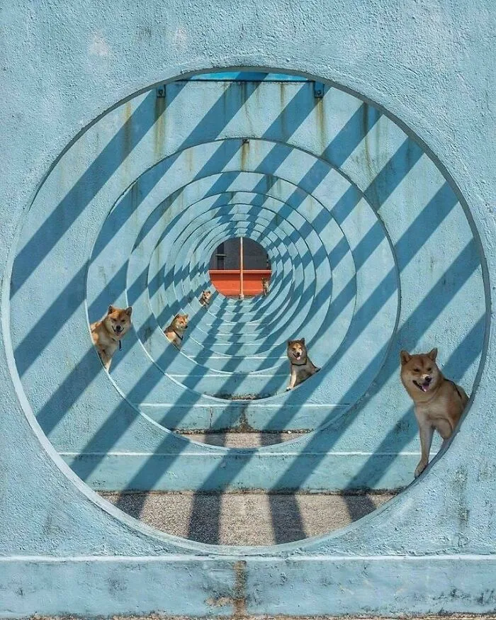 Path Of Dogs