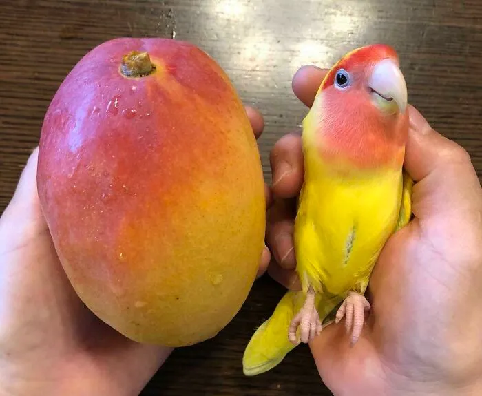 Es un mango totalmente