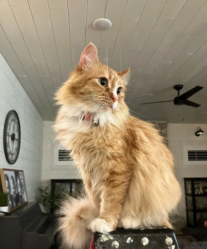 My Cat