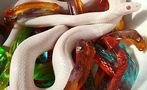 50 Hilarious Photos Of Animals Who Have An Uncanny Resemblance To Foods