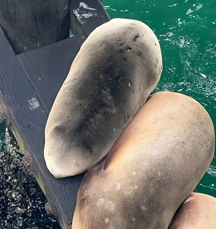 Forbidden Potatoes